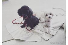 竹内薫ブリーダー